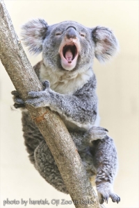 神戸・王子動物園のコアラの写真