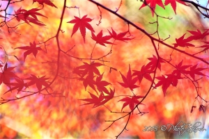 京都・蓮華寺の紅葉写真