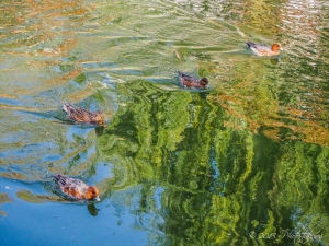 京都・琵琶湖疎水の風景写真