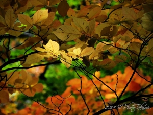 神戸市立森林植物園の紅葉写真